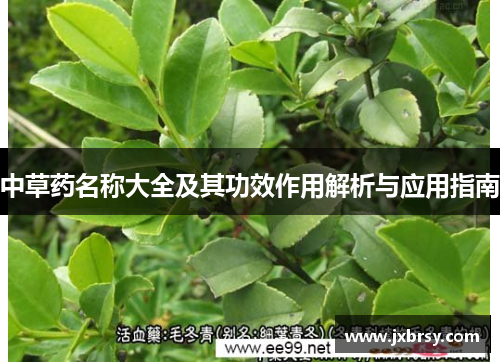 中草药名称大全及其功效作用解析与应用指南