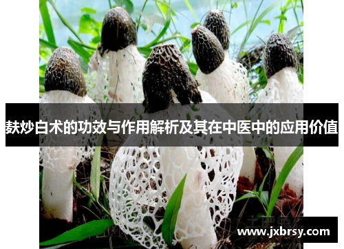 麸炒白术的功效与作用解析及其在中医中的应用价值 麸炒白术的功效与作用解析及其在中医中的应用价值